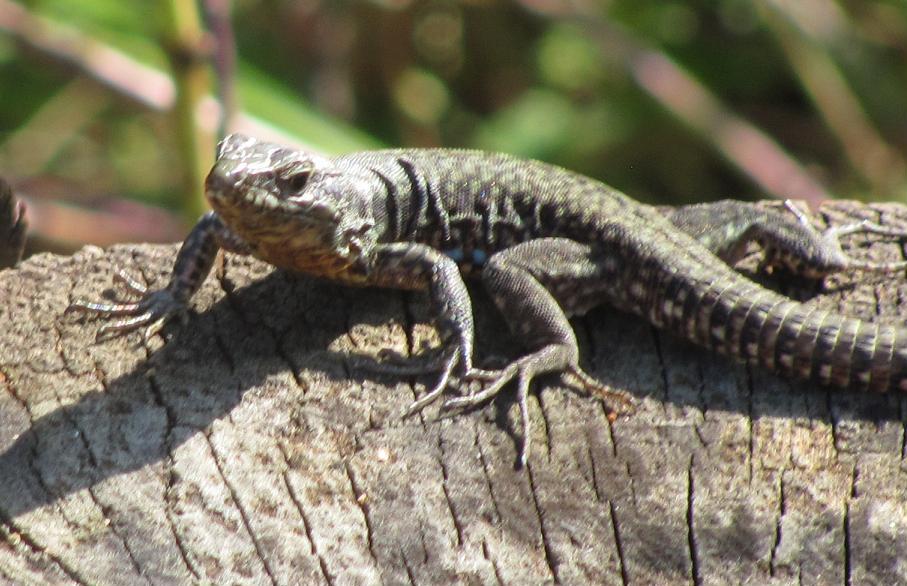 Podarcis muralis?